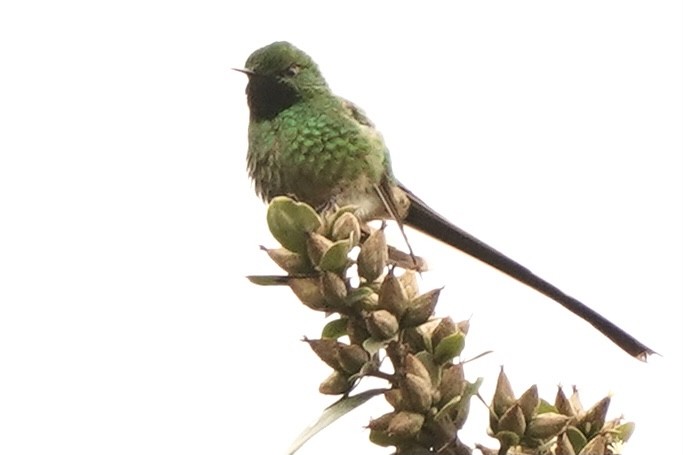 Black-tailed Trainbearer - ML347487101