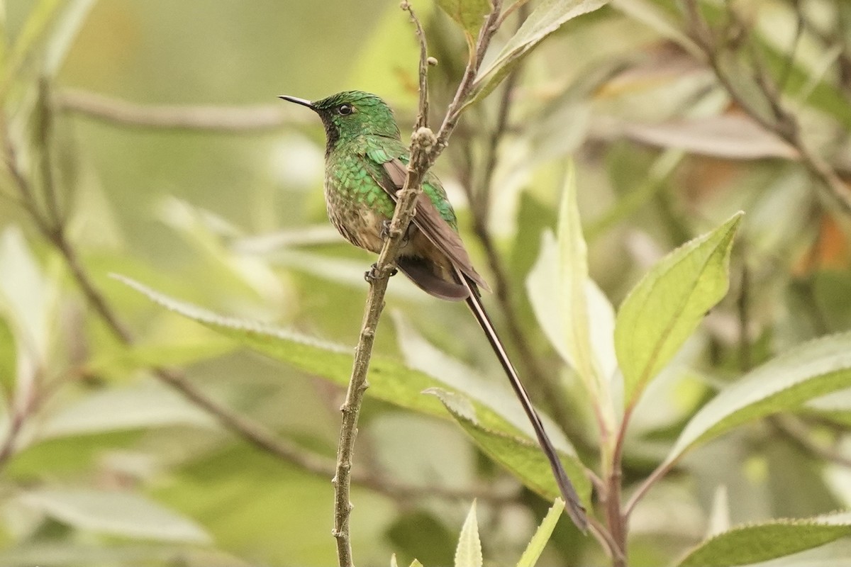 Black-tailed Trainbearer - ML347487111