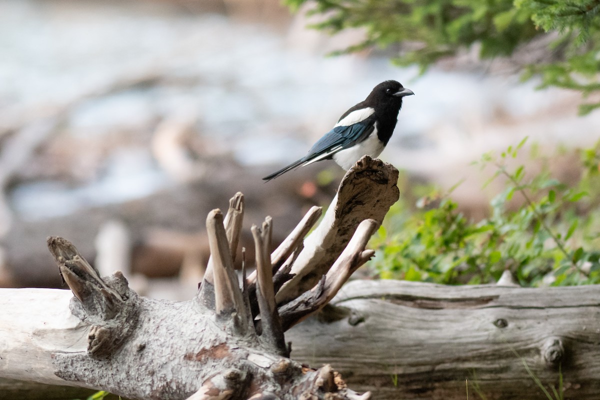 Black-billed Magpie - ML347488001