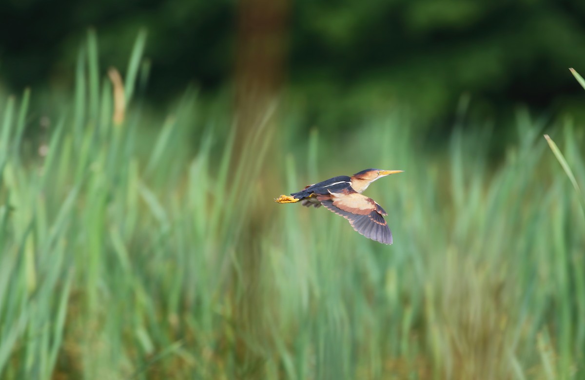 Least Bittern - ML347489581