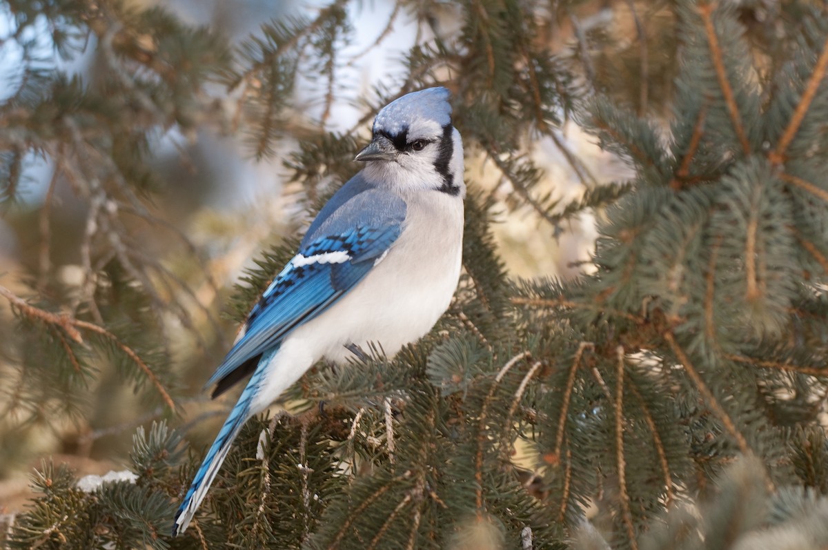 Chara Azul - ML34748971