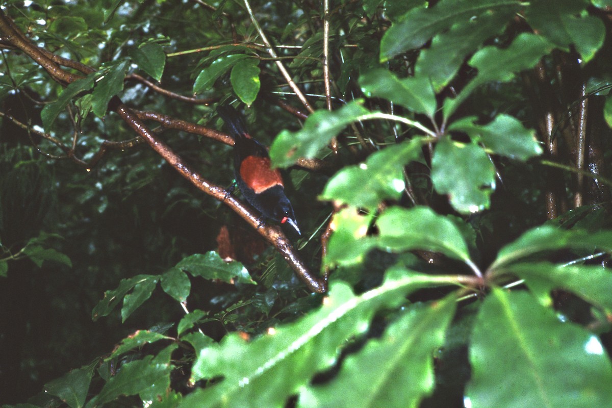 North Island Saddleback - ML34749101