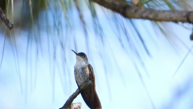 Azure-crowned Hummingbird - ML347491911