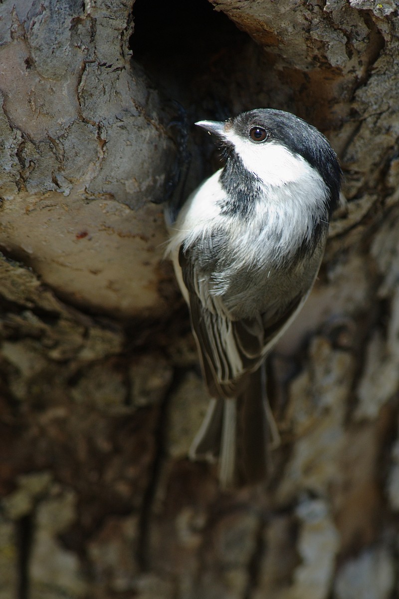 Black-capped Chickadee - Etienne Artigau🦩