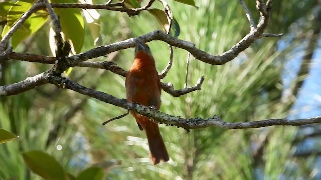 Hepatic Tanager - ML347492571