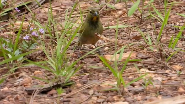 Yellow-faced Grassquit - ML347492951