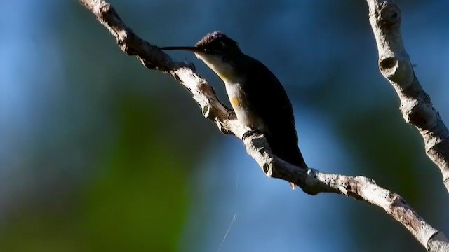 kolibřík azurovotemenný - ML347493041