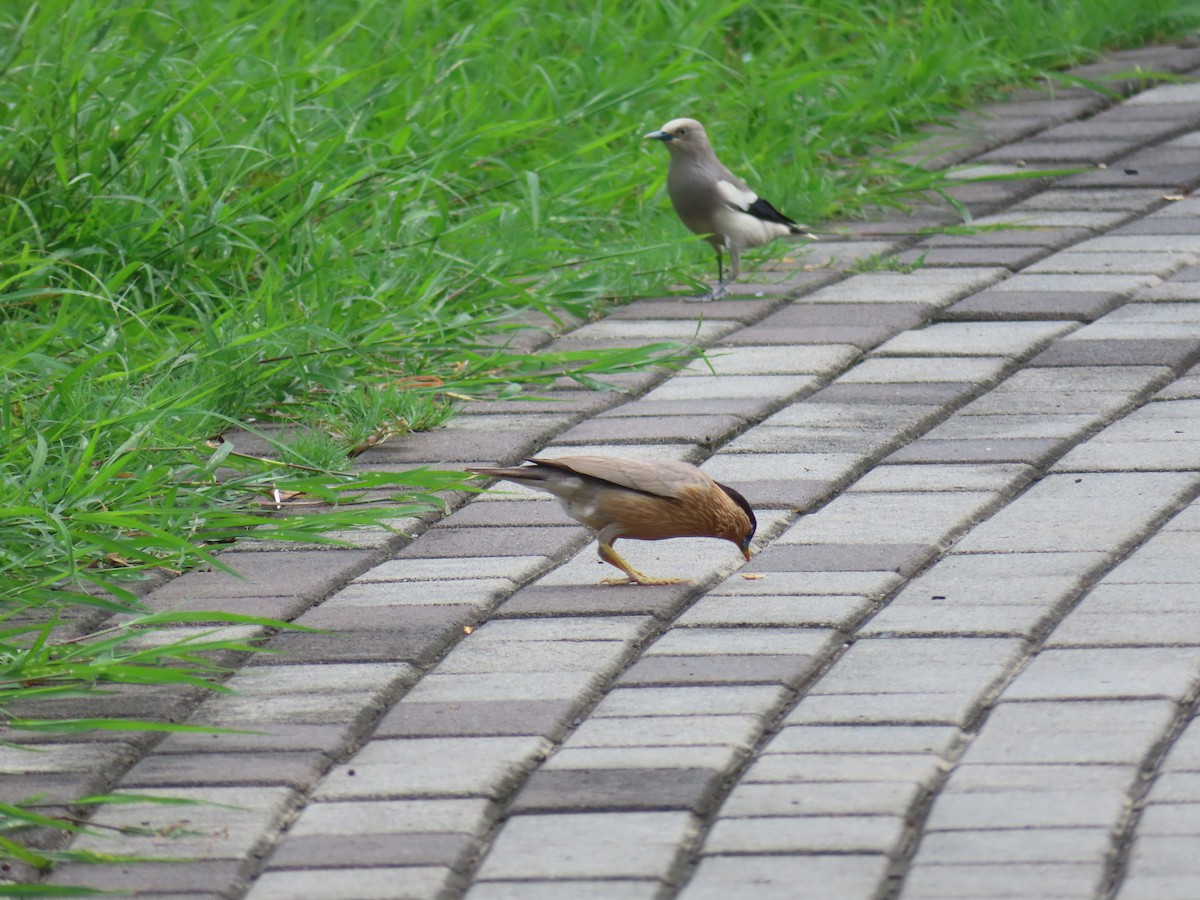 Brahminy Starling - ML347493961