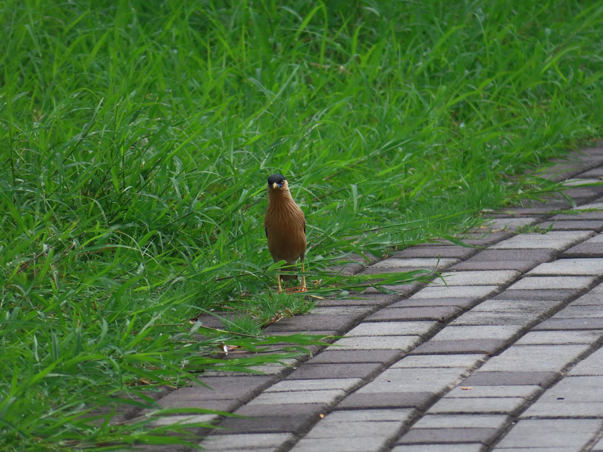 Brahminy Starling - ML347493971