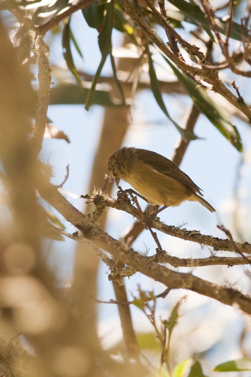 Mana-Akepakleidervogel - ML34749401