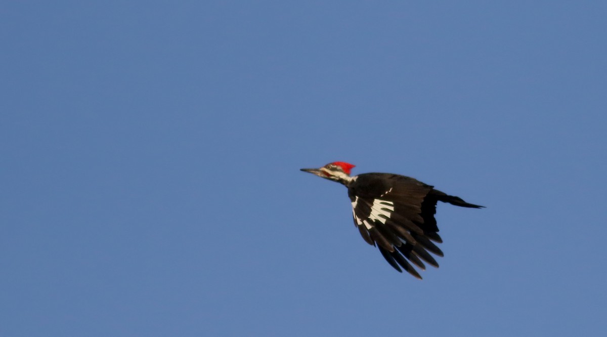 Pileated Woodpecker - Jay McGowan