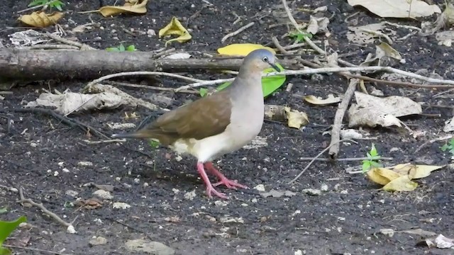 Gray-headed Dove - ML347496761