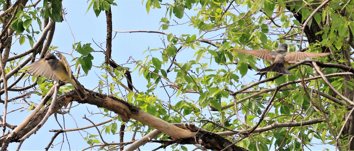Cassin's Kingbird - ML347497581