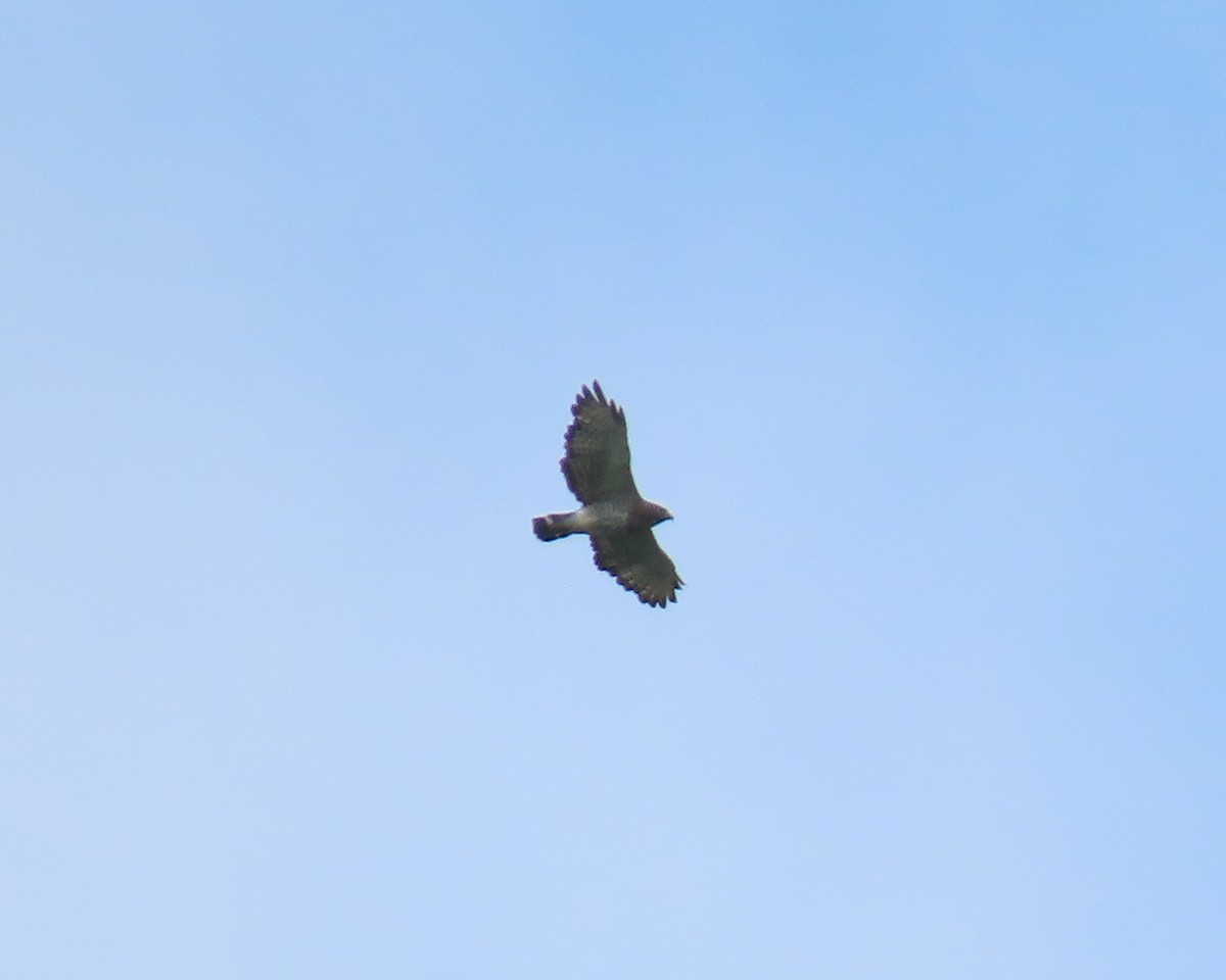 Broad-winged Hawk - ML347498341