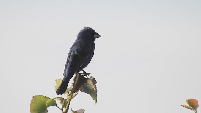 Blue Grosbeak - ML347499311