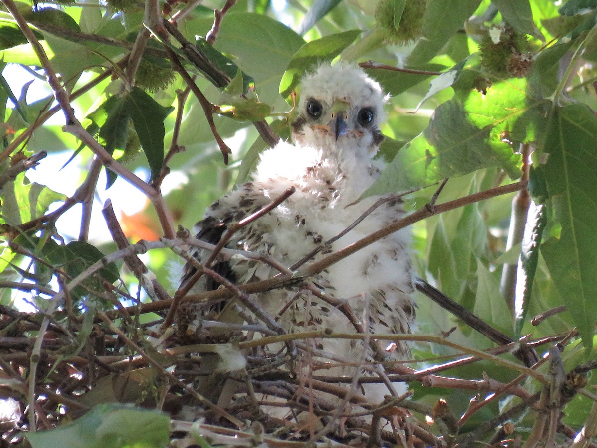 Cooper's Hawk - ML347499741