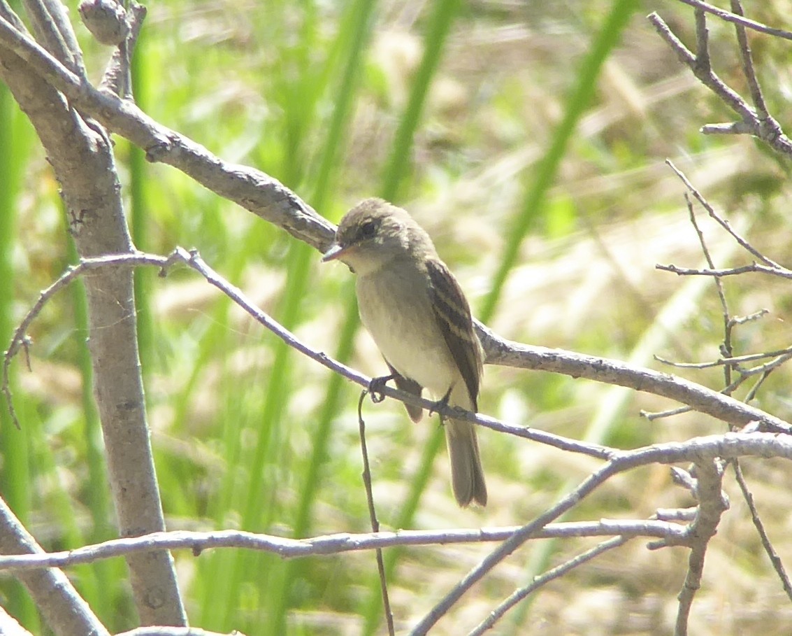 Willow Flycatcher - ML34750081