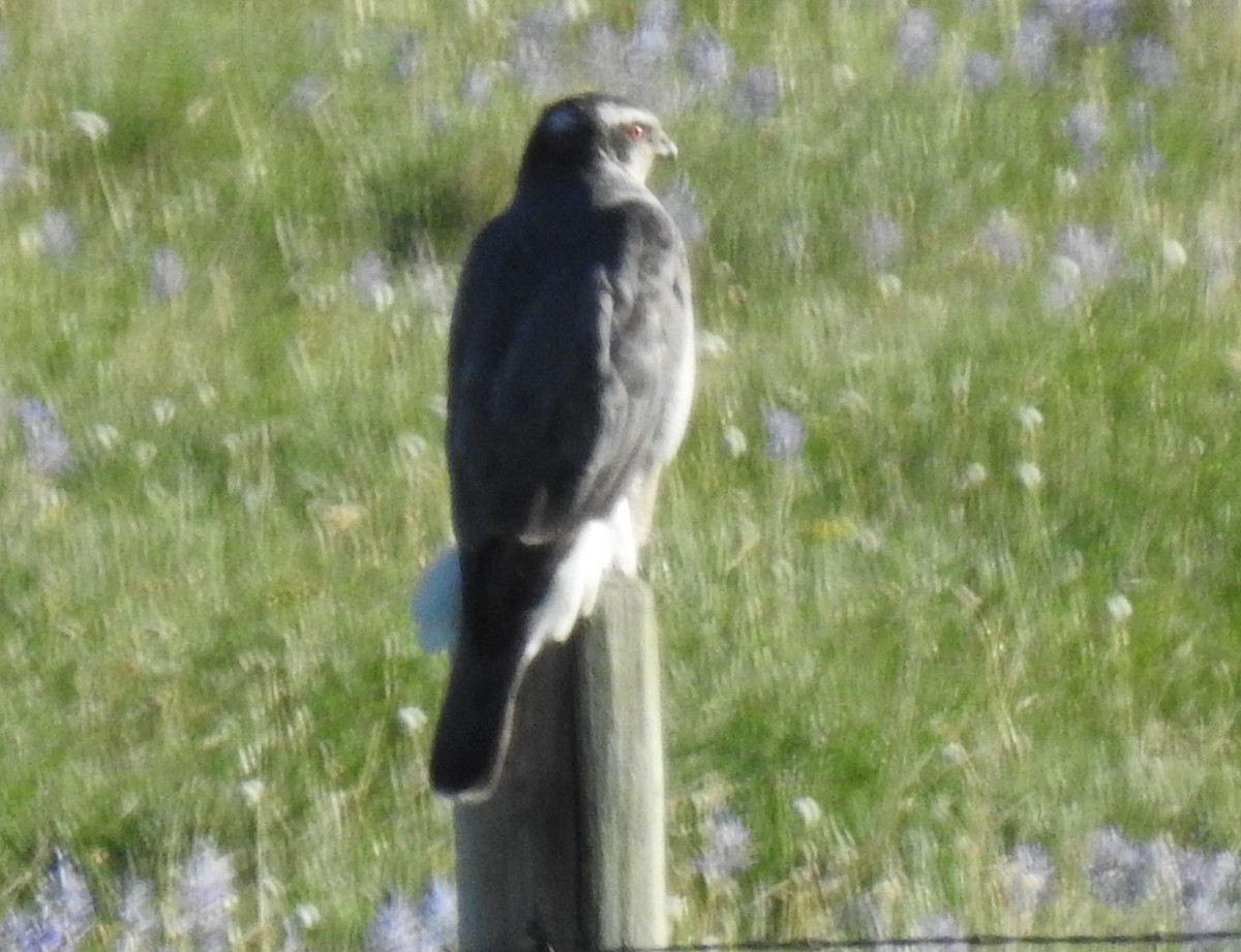 American Goshawk - ML347502071