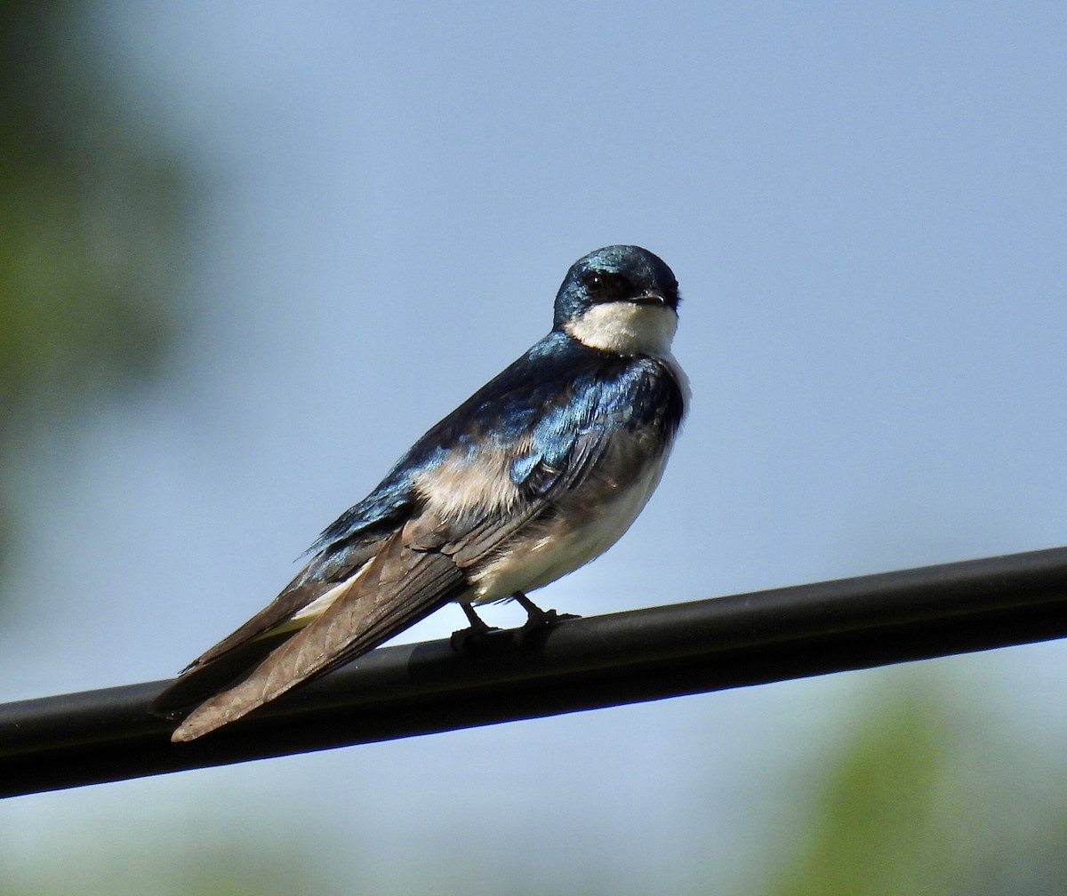 Tree Swallow - Jeanne Tucker