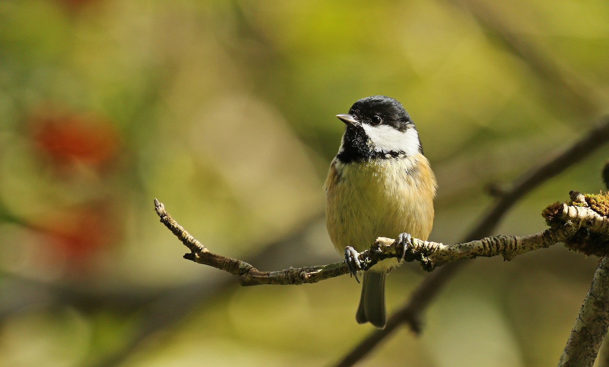 Coal Tit - ML34750251