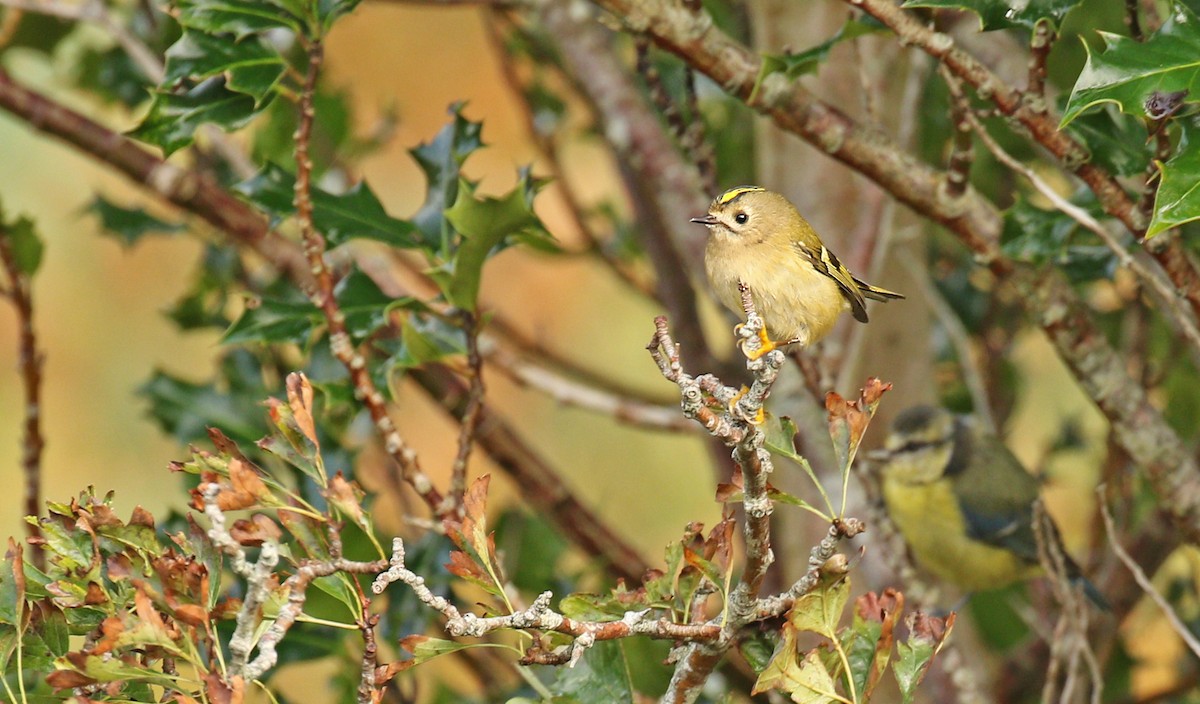 Goldcrest - Ryan Schain