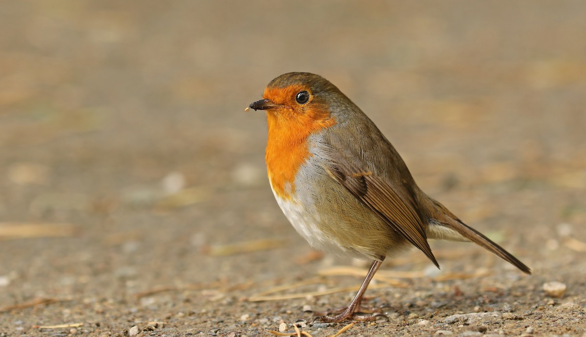 European Robin - ML34750381