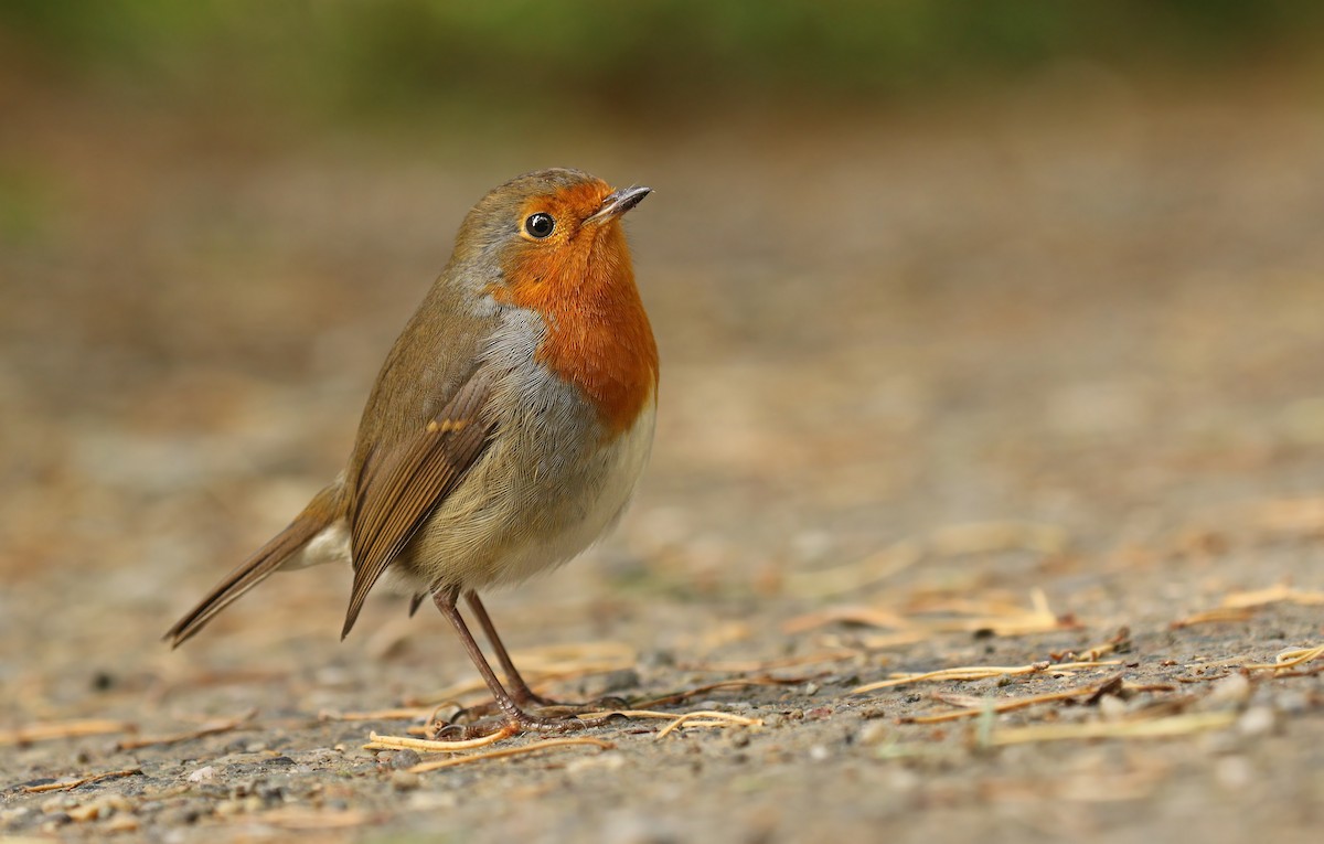 European Robin - ML34750391