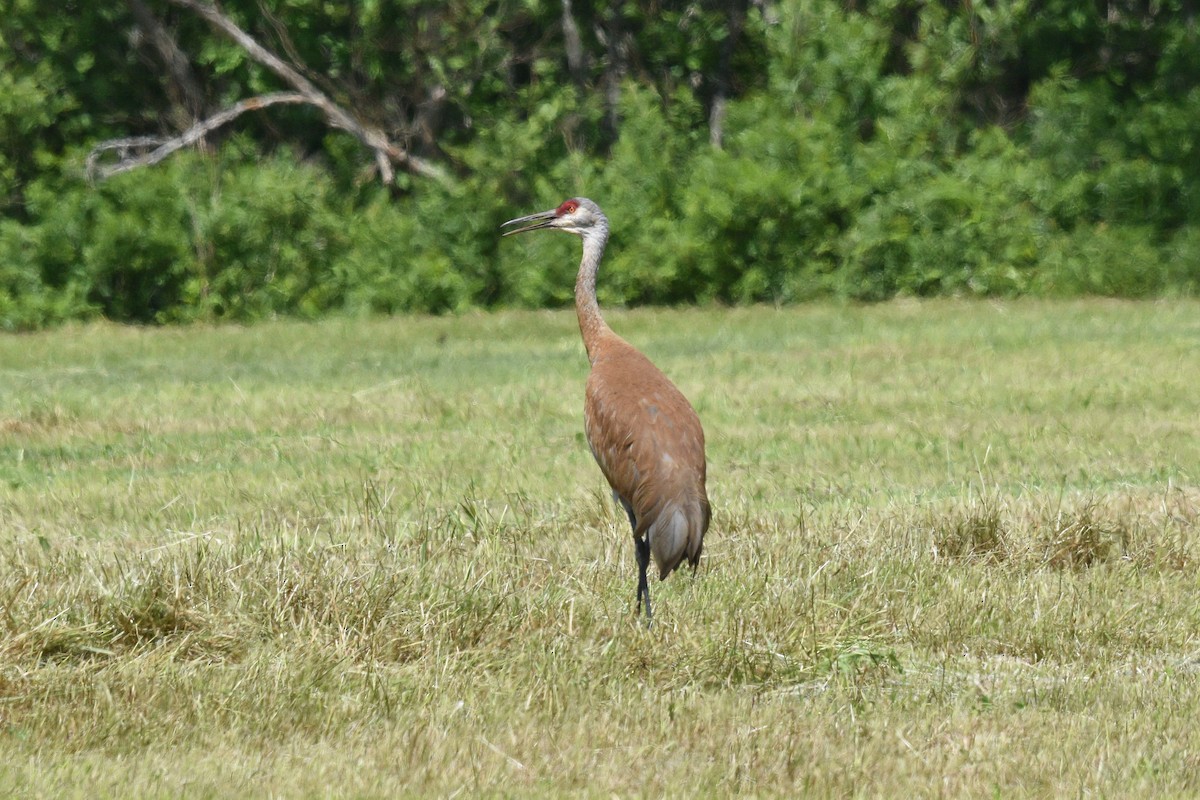 Sandhill Crane - Devin Johnstone