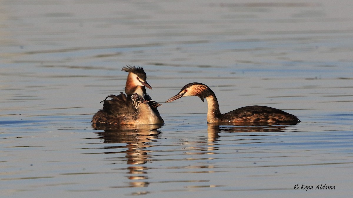 Great Crested Grebe - ML347505321