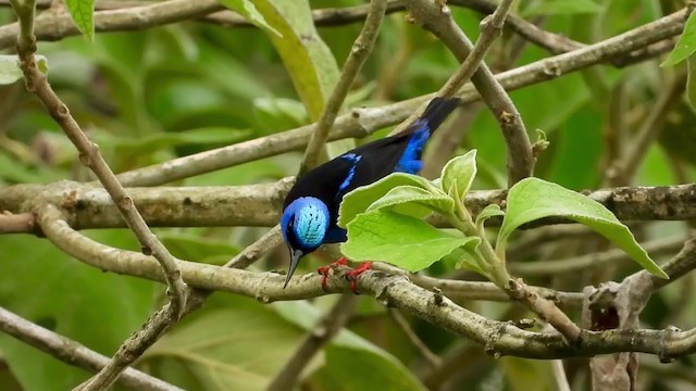 Red-legged Honeycreeper - ML347505901