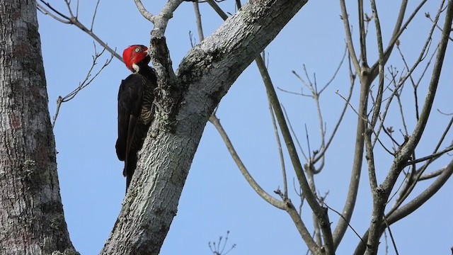 Дятел-кардинал світлодзьобий - ML347506091