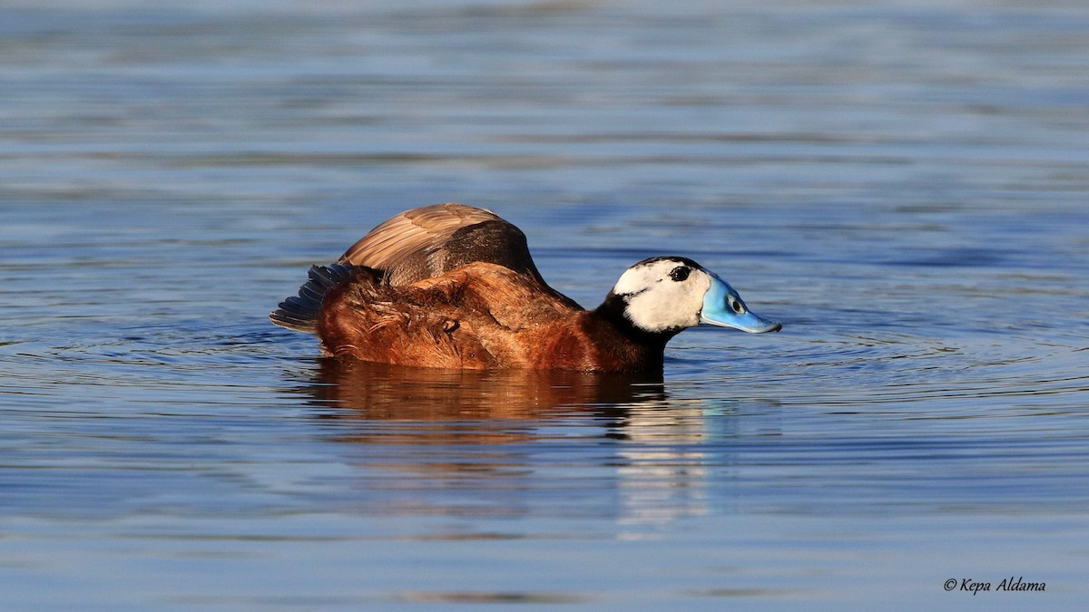 White-headed Duck - Kepa Aldama Beltza