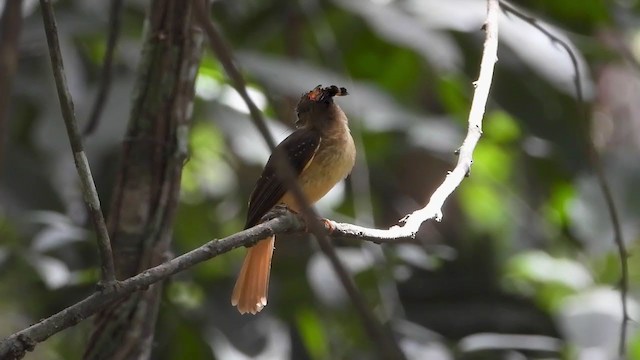 Tropical Royal Flycatcher - ML347508321