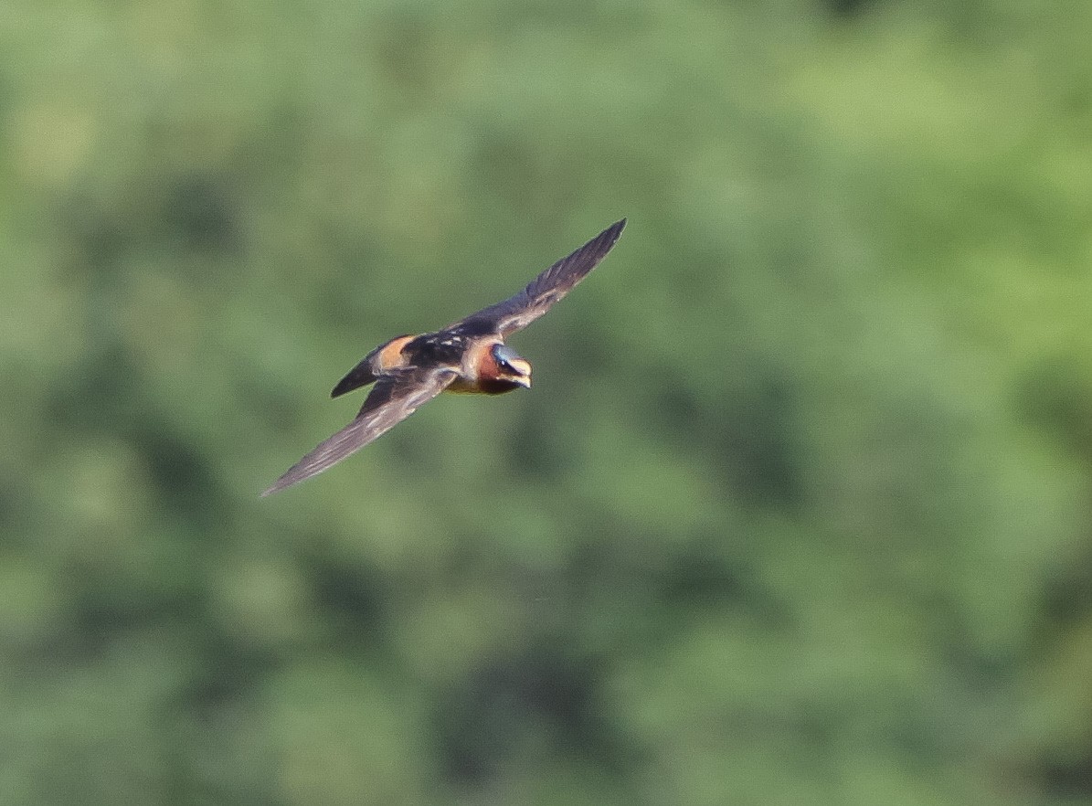 Cliff Swallow - ML347508431