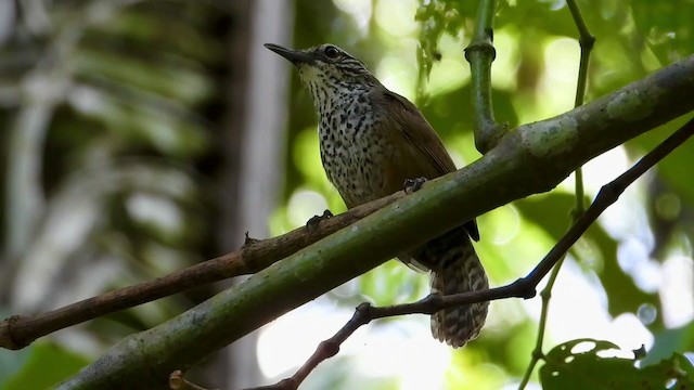 Spot-breasted Wren - ML347508511