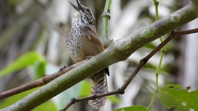 Spot-breasted Wren - ML347508551