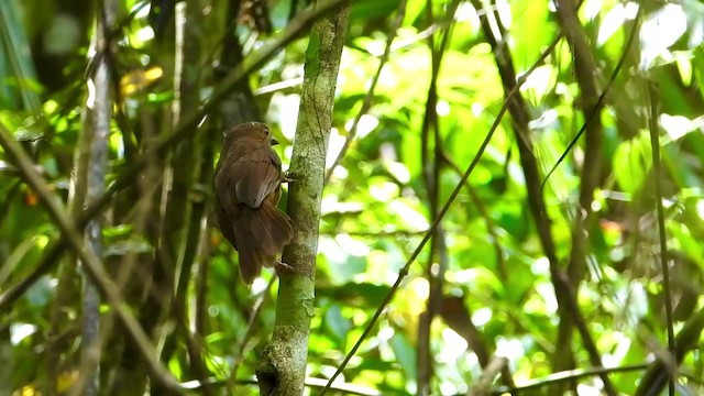 Red-throated Ant-Tanager - ML347508611