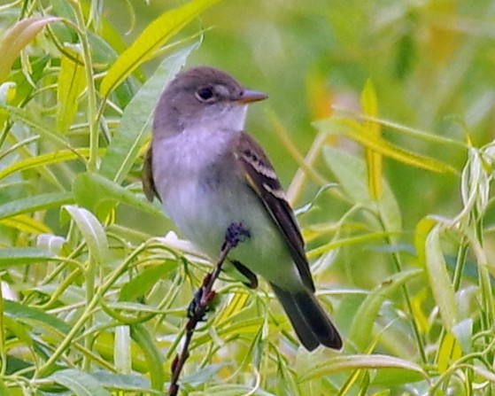 Willow Flycatcher - Bill Winkler