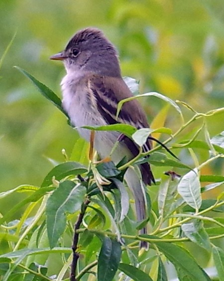 Willow Flycatcher - ML347508841