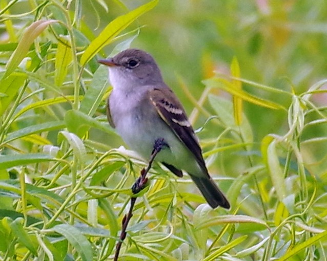 Willow Flycatcher - ML347508861