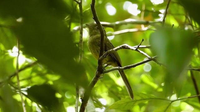 Eye-ringed Flatbill - ML347510631