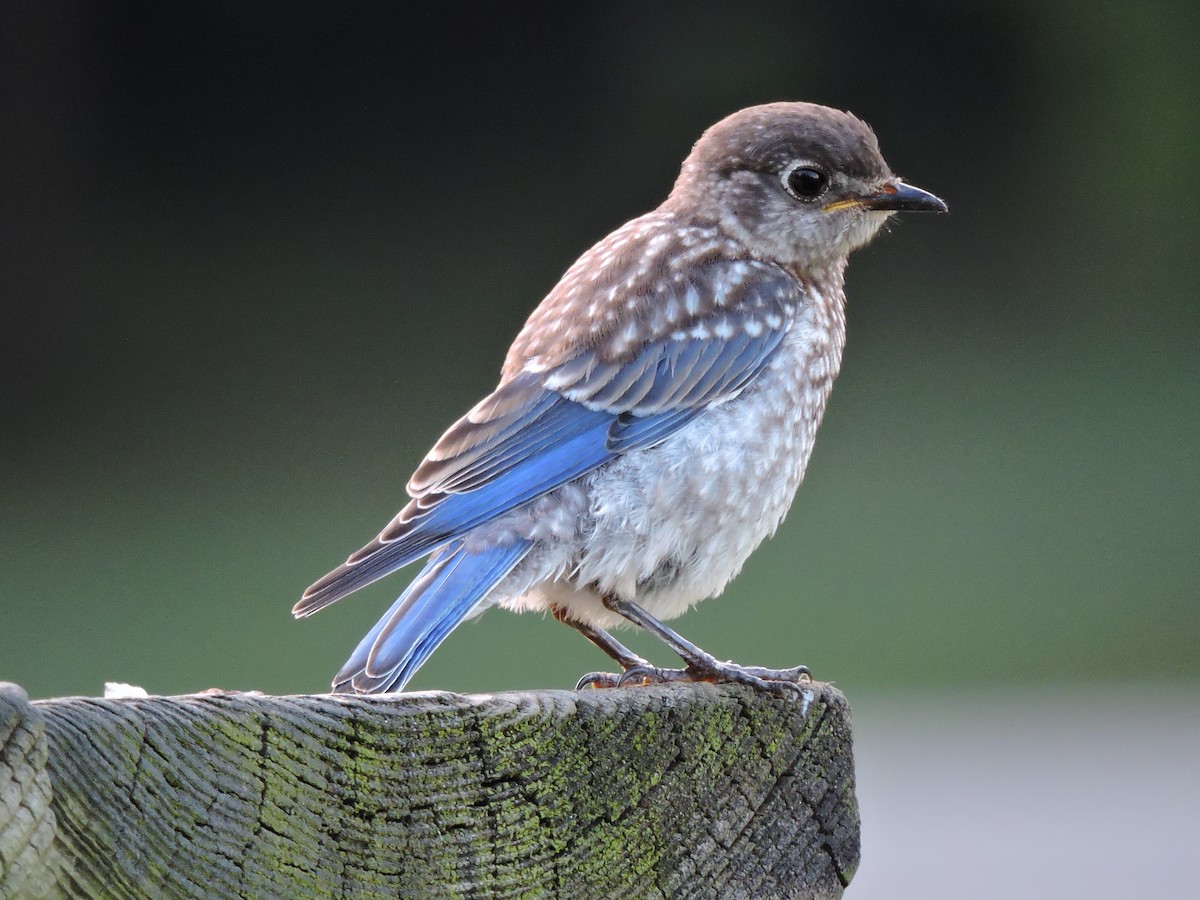 Eastern Bluebird - S. K. Jones
