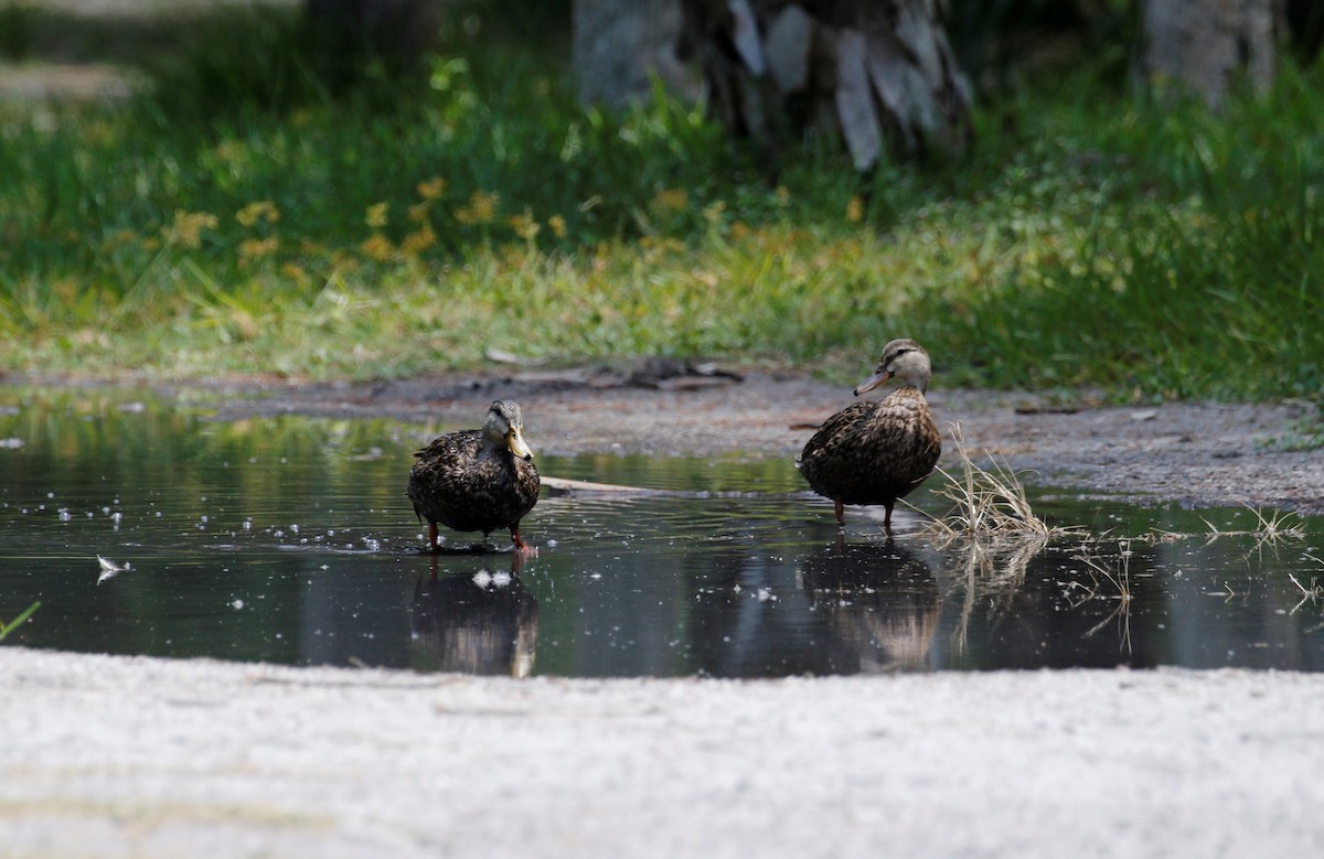 Mottled Duck - ML347511341