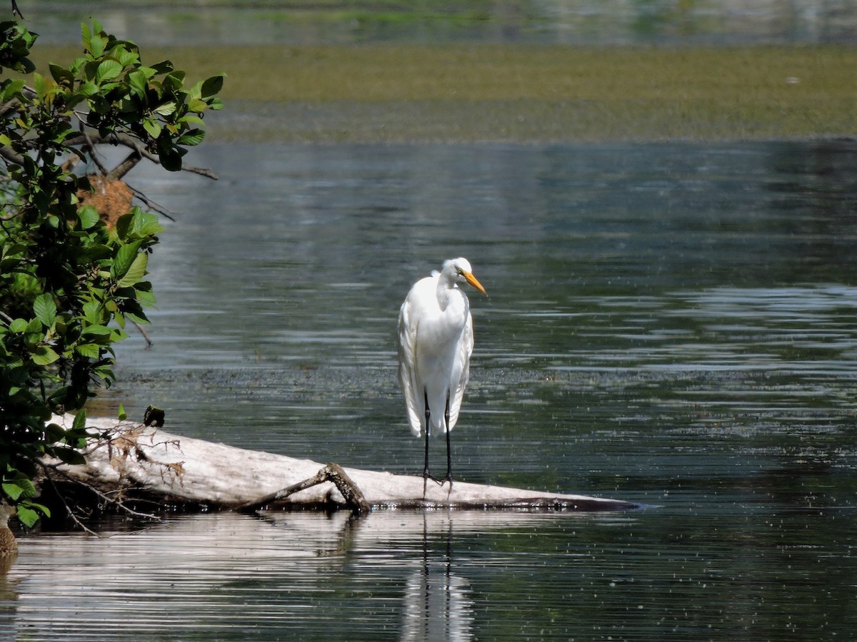 Great Egret - ML34751151