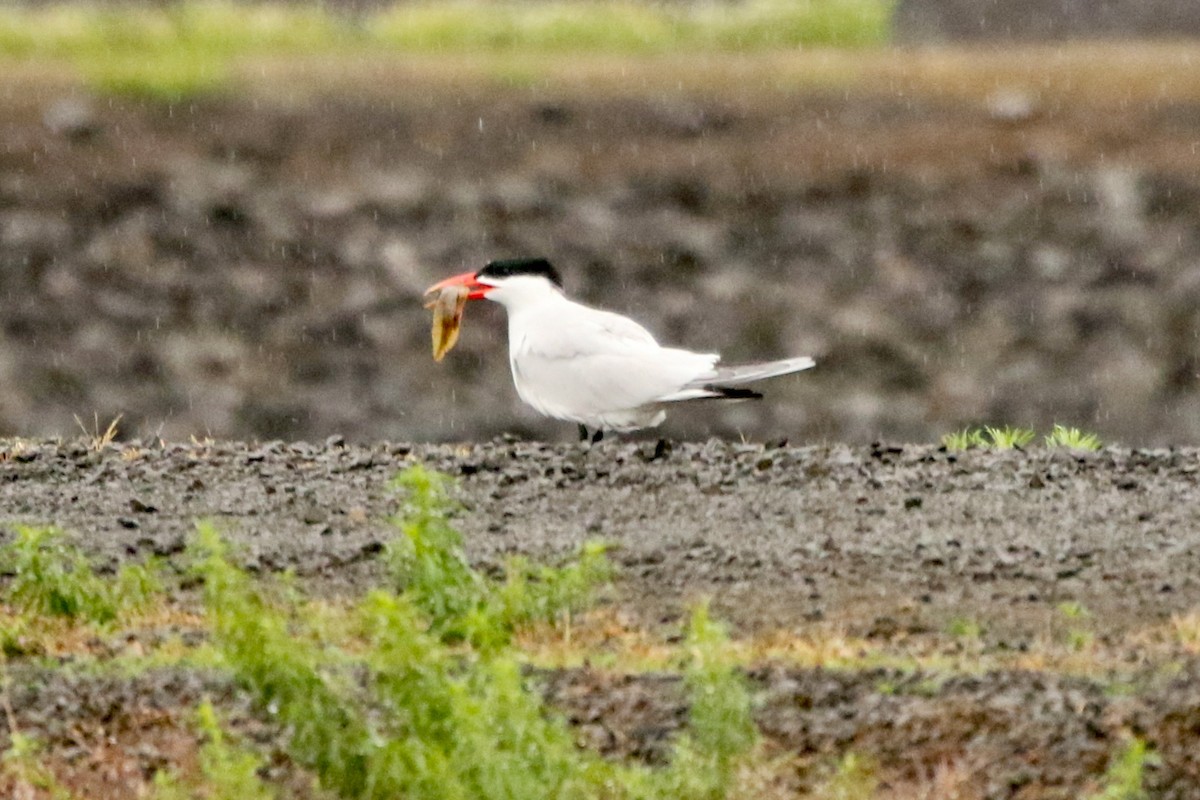 Caspian Tern - Bob Meinke