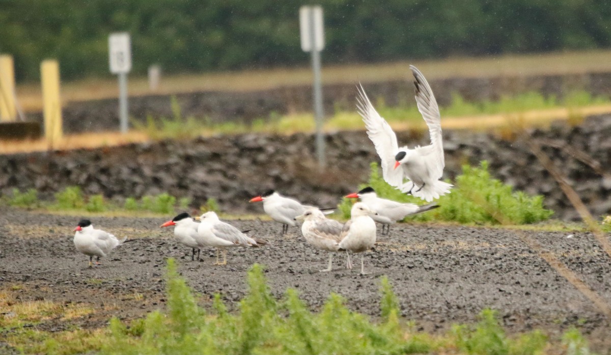 Caspian Tern - Bob Meinke