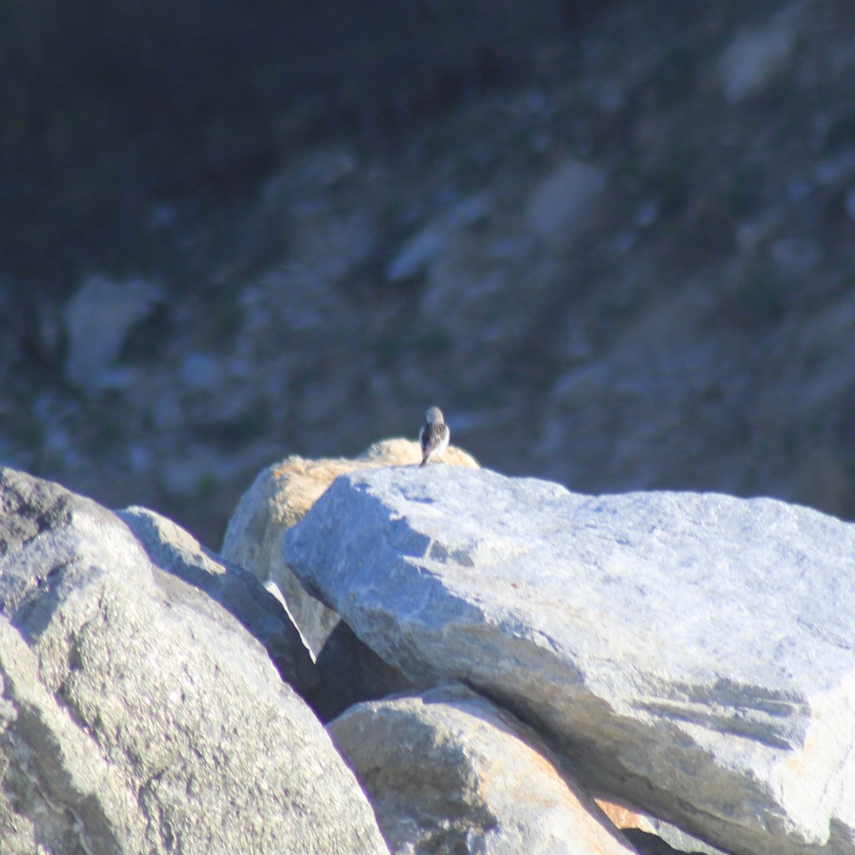 Snow Bunting - Mackenzie Goldthwait