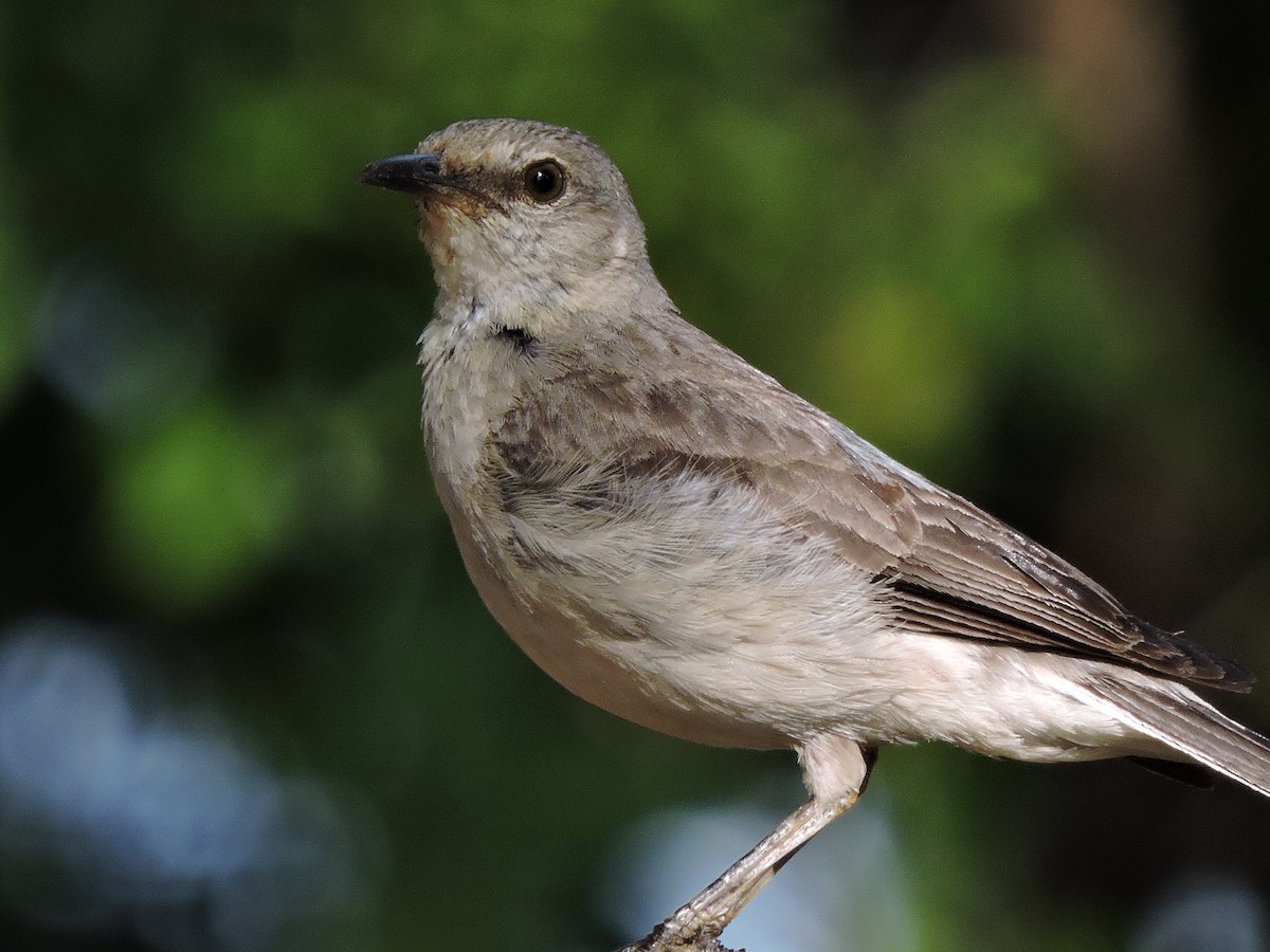 Northern Mockingbird - ML34751341