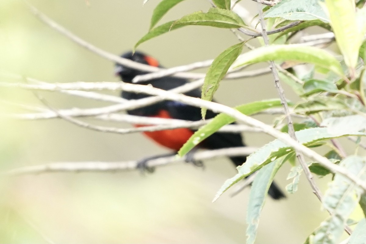 Scarlet-bellied Mountain Tanager - ML347513501