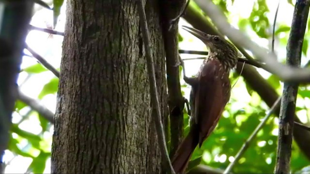 Ivory-billed Woodcreeper - ML347515591